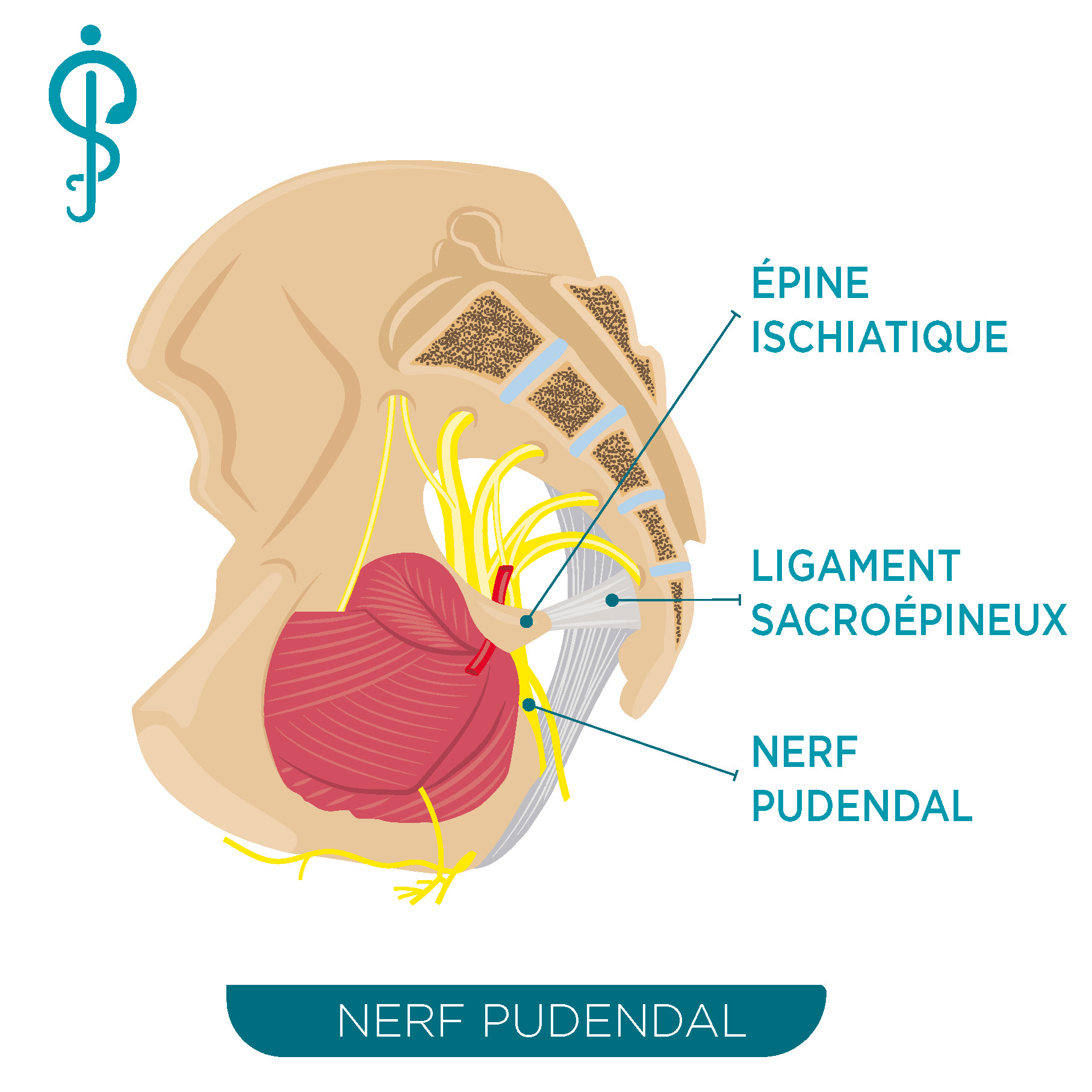 Névralgie Pudendale Pôle Santé Saint Jean 